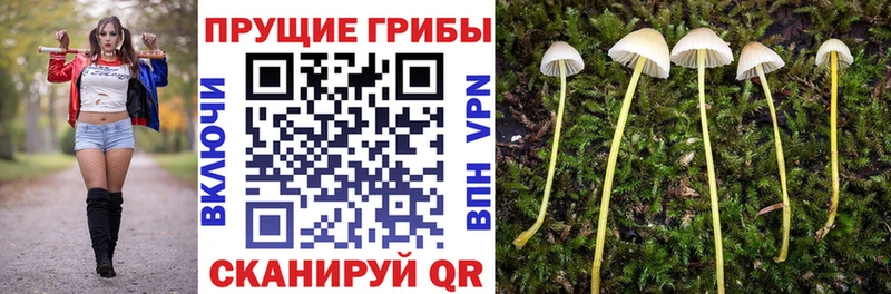 Галлюциногенные грибы Cubensis Купить закладки Вытегра